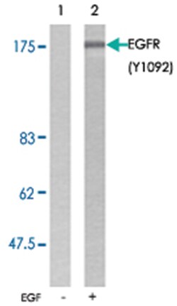 EGFR (phospho Y1092), Rabbit anti-Human, Mouse, Rat, Polyclonal Antibody, Abnova 100 &mu;g | Buy Online | Abnova | Fisher Scientific