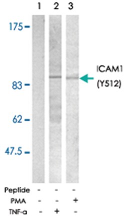 ICAM1 (phospho Y512), Rabbit anti-Human, Polyclonal Antibody, Abnova 100&mu;g;