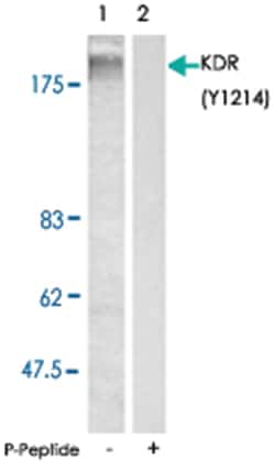 KDR (phospho Y1214), Rabbit anti-Human, Mouse, Rat, Polyclonal Antibody, Abnova 100 &mu;g | Buy Online | Abnova Corporation | Fisher Scientific