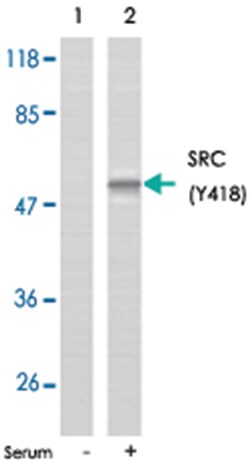 SRC (phospho Y418), Rabbit anti-Human, Mouse, Rat, Polyclonal Antibody, Abnova 100 &mu;g | Buy Online | Abnova Corporation | Fisher Scientific