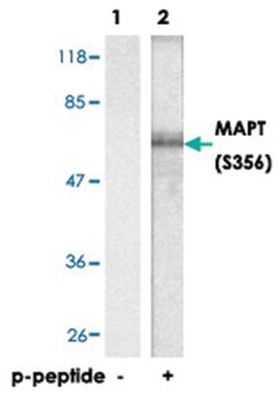 MAPT (phospho S356), Rabbit anti-Human, Mouse, Rat, Polyclonal Antibody,