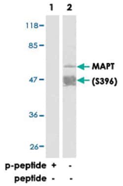 MAPT (phospho S396), Rabbit anti-Human, Mouse, Polyclonal Antibody, Abnova 100 &mu;g | Buy Online | Abnova Corporation | Fisher Scientific
