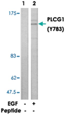 PLCG1 (phospho Y783), Rabbit, Polyclonal Antibody, Abnova 100&mu;g; Unlabeled:Antibodies,