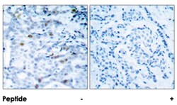 CDC2 (phospho T161), Rabbit anti-Human, Mouse, Rat, Polyclonal Antibody,