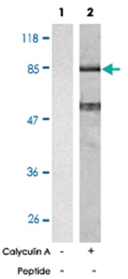 CTNNB1 (phospho T41/S45), Rabbit anti-Human, Mouse, Rat, Polyclonal Antibody,