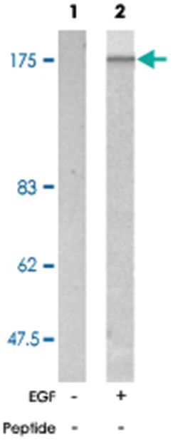 EGFR (phospho Y1172), Rabbit anti-Human, Mouse, Rat, Polyclonal Antibody,