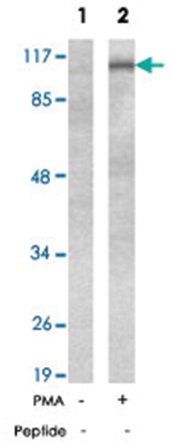 PTK2B (phospho Y402), Rabbit anti-Human, Mouse, Rat, Polyclonal Antibody,