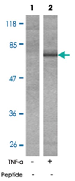 PTK2B (phospho Y402), Rabbit anti-Human, Mouse, Rat, Polyclonal Antibody, Abnova 100 &mu;g | Buy Online | Abnova Corporation | Fisher Scientific
