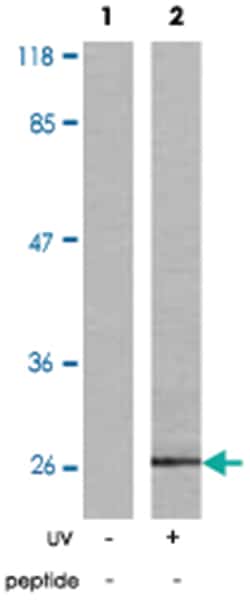 HSPB1 (phospho S15), Rabbit anti-Human, Mouse, Rat, Polyclonal Antibody, Abnova 100 &mu;g | Buy Online | Abnova Corporation | Fisher Scientific