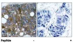 HSPB1 (phospho S15), Rabbit anti-Human, Mouse, Rat, Polyclonal Antibody, Abnova 100 &mu;g | Buy Online | Abnova Corporation | Fisher Scientific