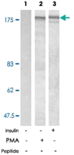 IRS1 (phospho S636), Rabbit anti-Human, Mouse, Rat, Polyclonal Antibody,