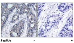 IRS1 (phospho S636), Rabbit anti-Human, Mouse, Rat, Polyclonal Antibody,