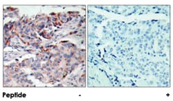JAK2 (phospho Y221), Rabbit anti-Human, Mouse, Rat, Polyclonal Antibody,