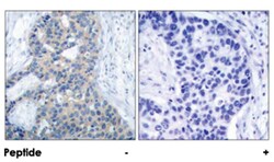 STMN1 (phospho S37), Rabbit anti-Human, Mouse, Rat, Polyclonal Antibody,