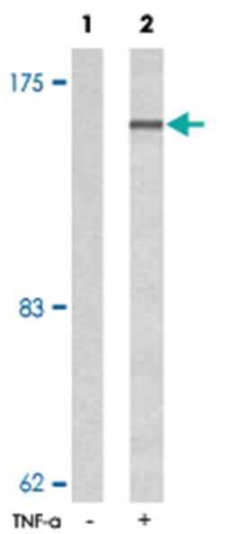MAP3K5 (phospho S83), Rabbit anti-Human, Polyclonal Antibody, Abnova 100 &mu;g | Buy Online | Abnova Corporation | Fisher Scientific