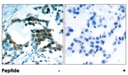 PRKCQ (phospho S695), Rabbit anti-Human, Mouse, Rat, Polyclonal Antibody, Abnova 100 &mu;g | Buy Online | Abnova Corporation | Fisher Scientific