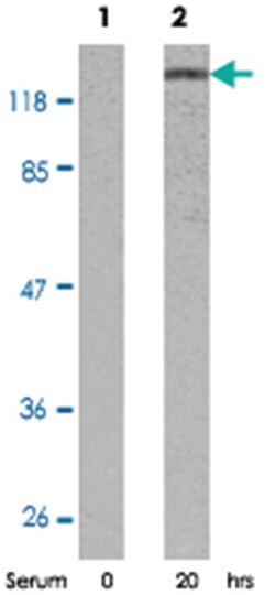 RB1 (phospho S807), Rabbit anti-Human, Mouse, Rat, Polyclonal Antibody,