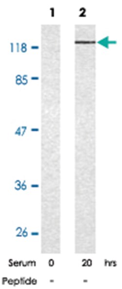 RB1 (phospho S780), Rabbit anti-Human, Mouse, Rat, Polyclonal Antibody,
