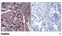 RELA (phospho T505), Rabbit anti-Human, Mouse, Rat, Polyclonal Antibody,