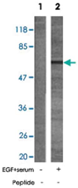 SRC (phospho Y529), Rabbit anti-Human, Mouse, Rat, Polyclonal Antibody, Abnova 100 &mu;g | Buy Online | Abnova | Fisher Scientific