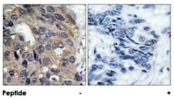 SRC (phospho Y529), Rabbit anti-Human, Mouse, Rat, Polyclonal Antibody, Abnova 100 &mu;g | Buy Online | Abnova | Fisher Scientific