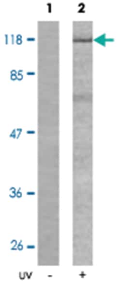 VAV1 (phospho Y174), Rabbit anti-Human, Mouse, Rat, Polyclonal Antibody,