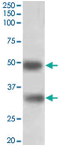 GEM, Goat, Polyclonal Antibody, Abnova 100 &mu;g | Buy Online | Abnova Corporation | Fisher Scientific