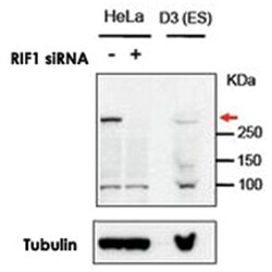 RIF1 Goat anti-Human, Mouse, Polyclonal Antibody, Abnova 100 &mu;g | Buy Online | Abnova | Fisher Scientific