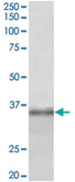 FBL Goat anti-Human, Polyclonal Antibody, Abnova 100 &mu;g | Buy Online | Abnova Corporation | Fisher Scientific