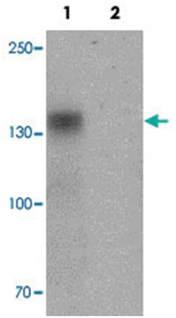 ZBTB40, Rabbit, Polyclonal Antibody, Abnova 100&mu;g; Unlabeled:Antibodies,