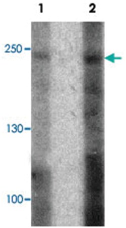 ABCA7, Rabbit, Polyclonal Antibody, Abnova 100 &mu;g | Buy Online | Abnova | Fisher Scientific