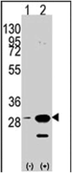 PHB Rabbit anti-Human, Polyclonal Antibody, Abnova 400&mu;L; Unlabeled:Antibodies,