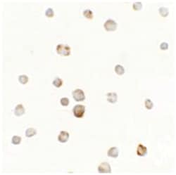 TTYH1, Rabbit, Polyclonal Antibody, Abnova 100 &mu;g | Buy Online | Abnova Corporation | Fisher Scientific