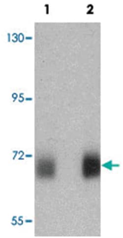 PRC1, Rabbit, Polyclonal Antibody, Abnova 100 &mu;g | Buy Online | Abnova Corporation | Fisher Scientific
