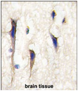 Arhgef9, Rabbit, Polyclonal Antibody, Abnova 400&mu;L; Unlabeled:Antibodies,