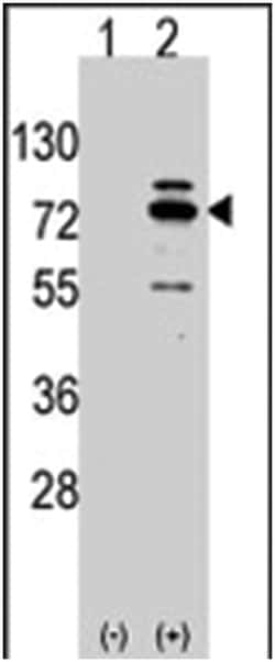 Arhgef9, Rabbit, Polyclonal Antibody, Abnova 400&mu;L; Unlabeled:Antibodies,
