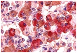 AVPR1B Rabbit anti-Human, Monkey, Polyclonal Antibody, Abnova 50&mu;g;