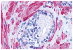 ADRA1D Rabbit anti-Bovine, Dog, Horse, Human, Monkey, Pig, Rabbit, Polyclonal