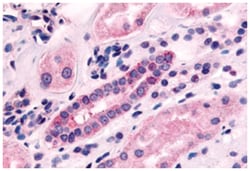 HTR1F Rabbit anti-Bovine, Human, Monkey, Rabbit, Rat, Polyclonal Antibody, Abnova 50 &mu;g | Buy Online | Abnova Corporation | Fisher Scientific