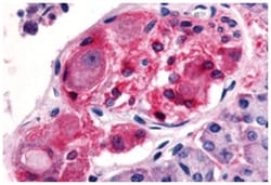 HTR2C Rabbit anti-Human, Monkey, Polyclonal Antibody, Abnova 50 &mu;g | Buy Online | Abnova Corporation | Fisher Scientific