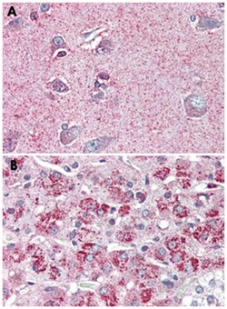 NTSR2 Rabbit anti-Human, Polyclonal Antibody, Abnova 50 &mu;g | Buy Online | Abnova Corporation | Fisher Scientific