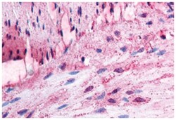 ADRA1D Rabbit anti-Dog, Guinea pig, Horse, Human, Monkey, Pig, Polyclonal