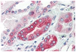 AVPR1A, Rabbit, Polyclonal Antibody, Abnova 50 &mu;g | Buy Online | Abnova Corporation | Fisher Scientific