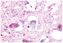 HTR4 Rabbit anti-Human, Monkey, Polyclonal Antibody, Abnova 50 &mu;g | Buy Online | Abnova | Fisher Scientific