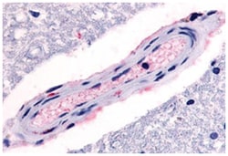 HTR4 Rabbit anti-Horse, Human, Monkey, Pig, Polyclonal Antibody, Abnova 50 &mu;g | Buy Online | Abnova Corporation | Fisher Scientific
