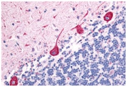 HTR7 Rabbit anti-Dog, Human, Monkey, Polyclonal Antibody, Abnova 50 &mu;g | Buy Online | Abnova | Fisher Scientific