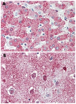 TAOK1 Rabbit anti-Bovine, Chicken, Dog, Hamster, Horse, Human, Monkey, Mouse, Pig, Rabbit, Rat, Polyclonal Antibody, Abnova 50 &mu;g | Buy Online | Abnova | Fisher Scientific
