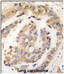 OLFM1 Rabbit anti-Human, Polyclonal Antibody, Abnova 400&mu;L; Unlabeled:Antibodies,