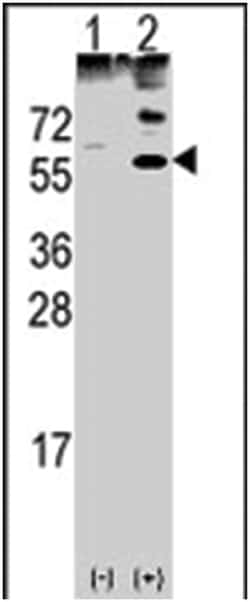OLFM1 Rabbit anti-Human, Polyclonal Antibody, Abnova 400&mu;L; Unlabeled:Antibodies,