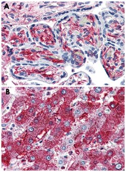 PCSK6 Rabbit anti-Bovine, Horse, Human, Monkey, Rabbit, Rat, Polyclonal